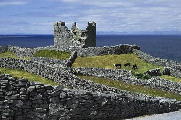 A ruined stone castle with grazing cattle on a green hill near the sea.